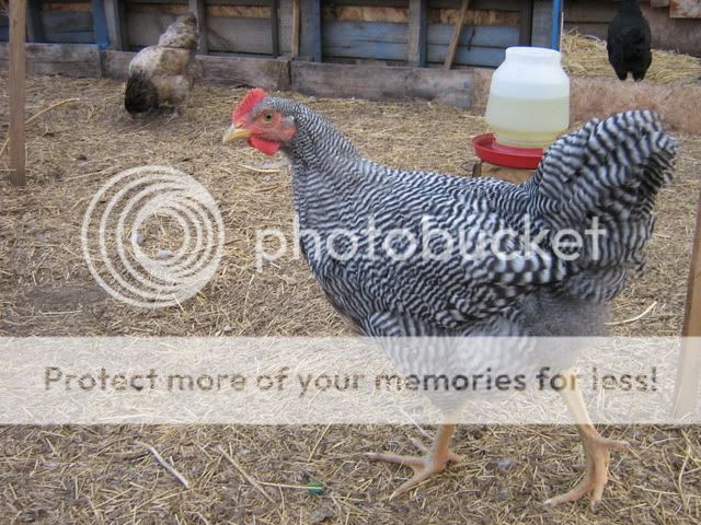 chickenpics2011534.jpg