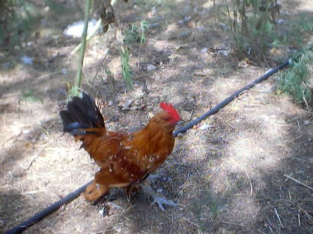 Picture033.jpg