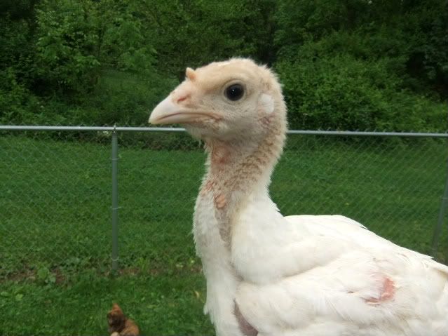 poultryandbunnies002.jpg
