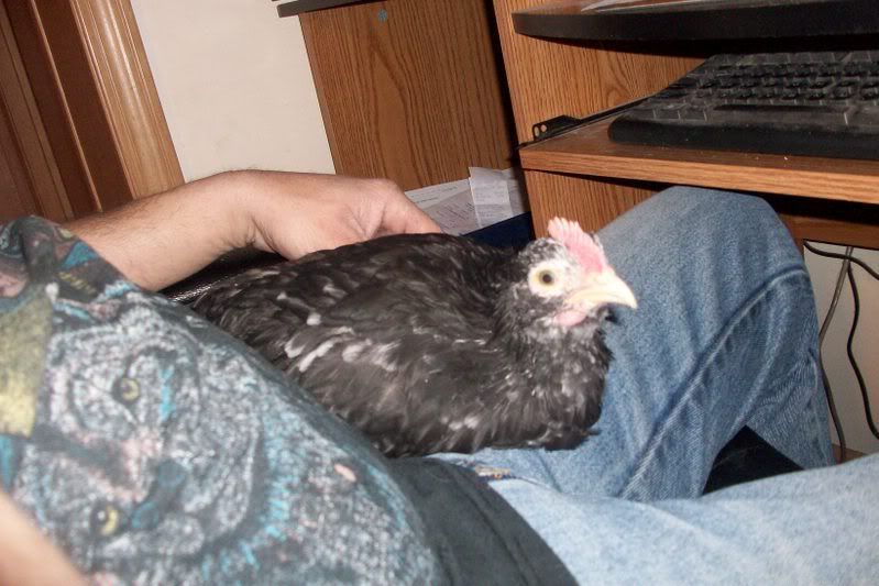 mottledcockerel1.jpg