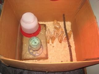 RhodeIslandReds2wks008.jpg