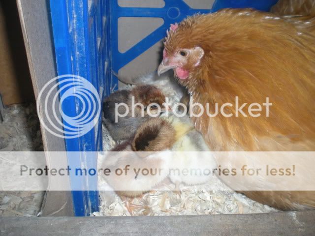 DSCN2418.jpg