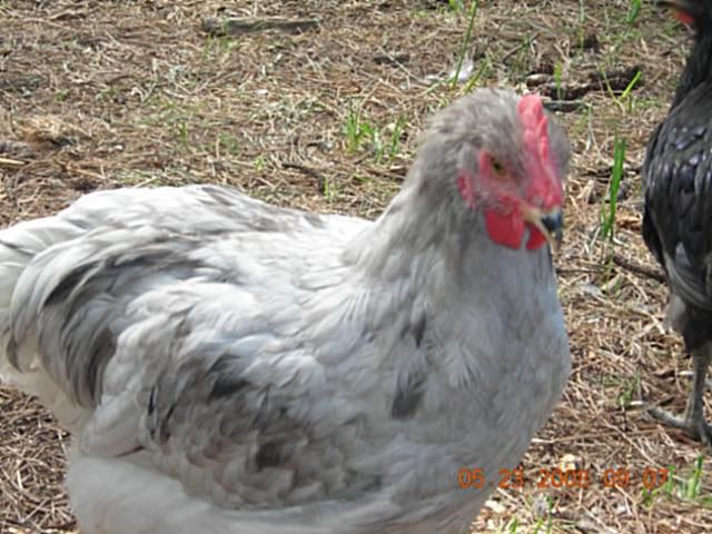 DSCN2843-1.jpg