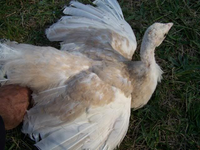 peachicks093.jpg