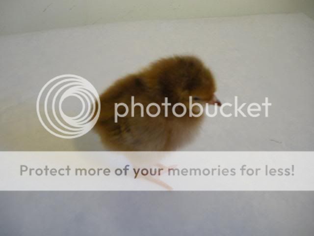 hatcherysurprisedayone289.jpg