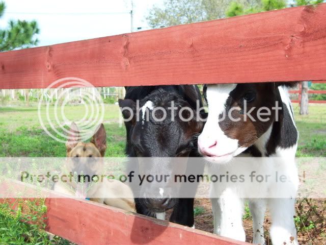 calvesanddogs009.jpg