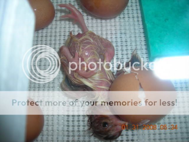 DSCN1858.jpg