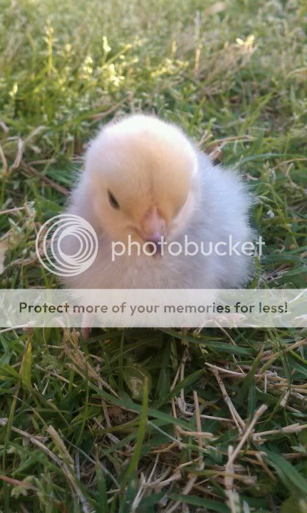 nugget4911.jpg