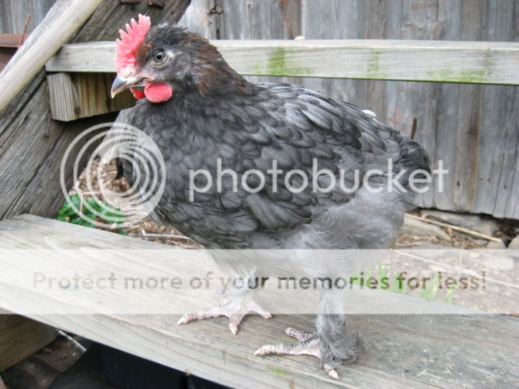 BlueCopperMaran.jpg