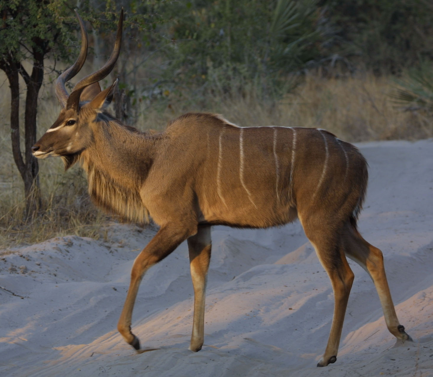 Kudu_bull_young_Botswana.jpg