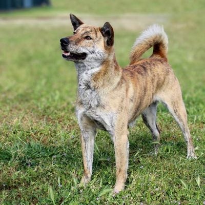 Jindo-standing-in-the-yard-400x400.jpg