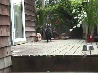 tumblr_ls35ktYZ6A1qzv9mho1_400.gif