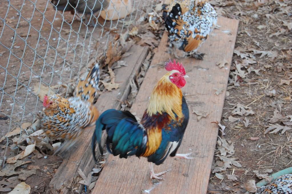 Val-DayPets047.jpg