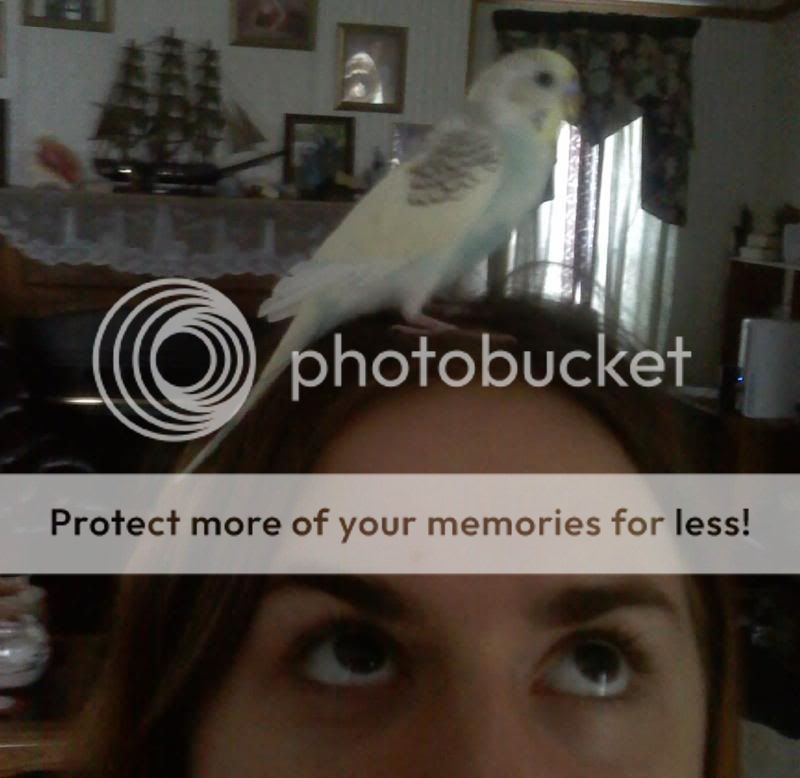 Im_thinking_of_a_bird.jpg