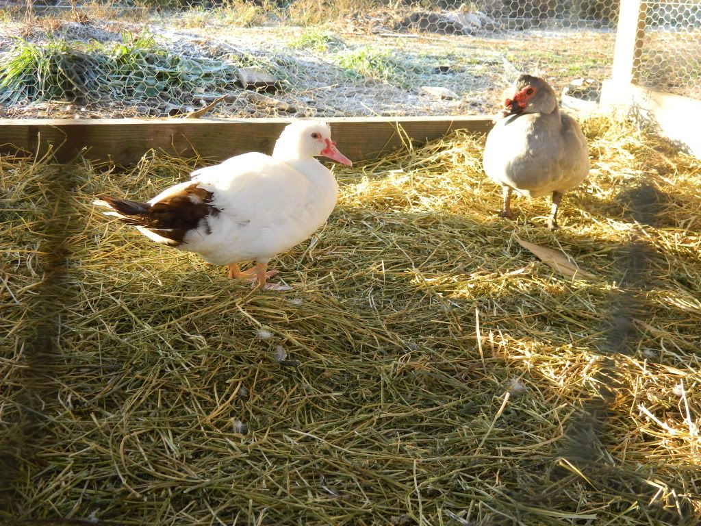 chickens583.jpg