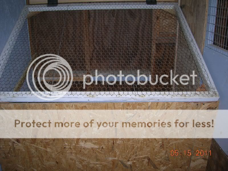 chickens22.jpg