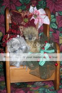 christmaschicks055.jpg