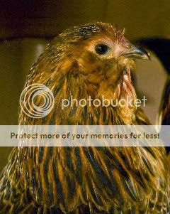 DSC_5172_cropped-1.jpg