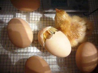 2007HatchSaturday004.jpg