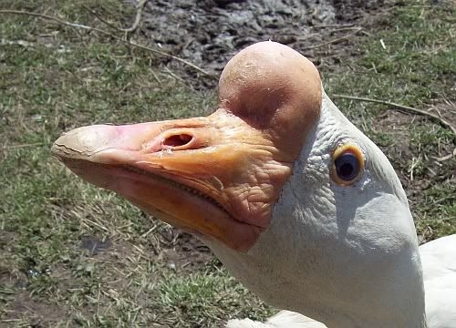 gooseteeth.jpg