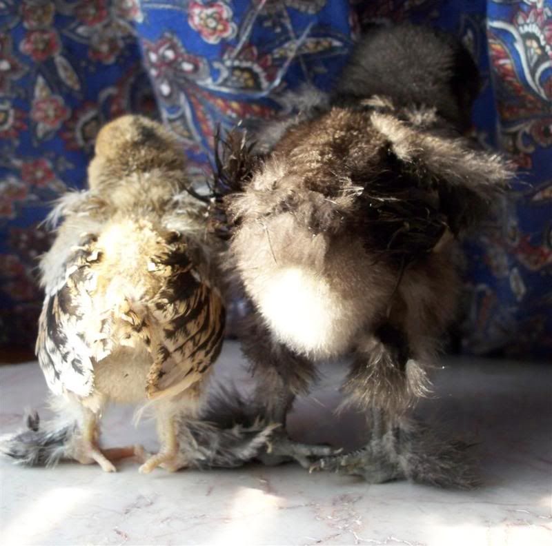 fuzzybuttsLarge.jpg