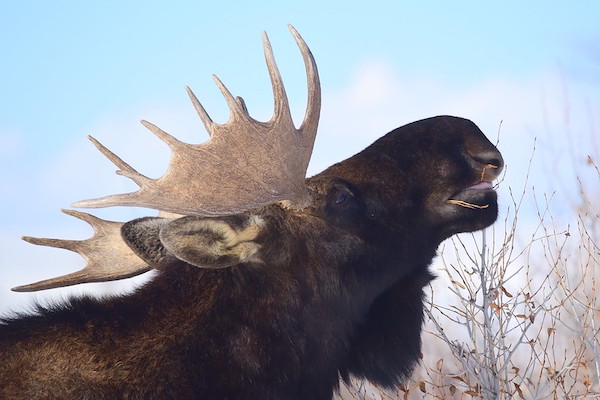 close up of bull moose head as it reaches up to eat leaves off a shrub