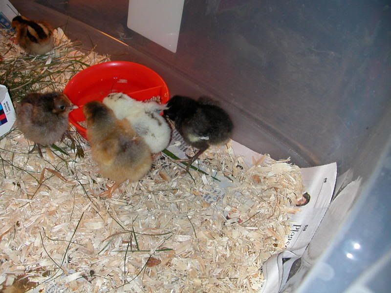 DSCN9654.jpg
