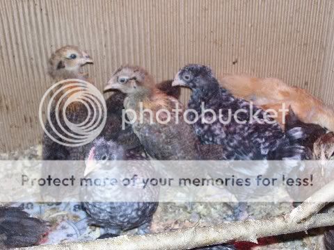chicks4week2.jpg