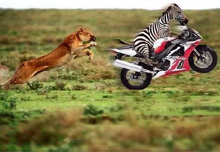 zebra.jpg