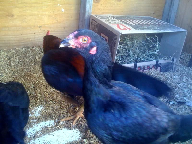 rajahpullet.jpg