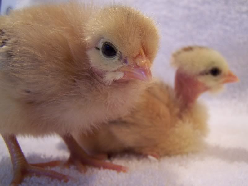 chickolas012.jpg