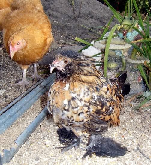 chickens083.jpg