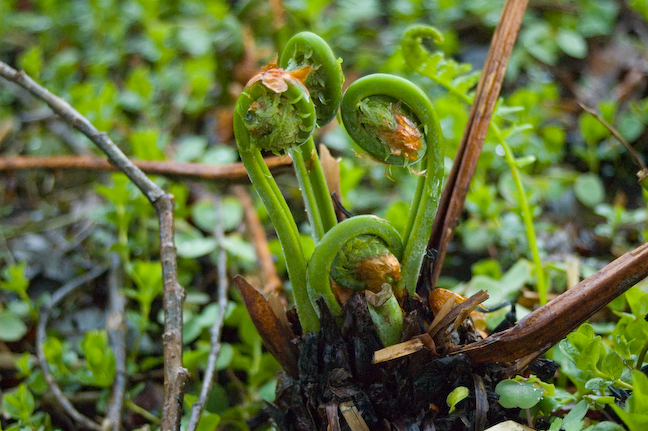 FiddleheadStillGood.jpg