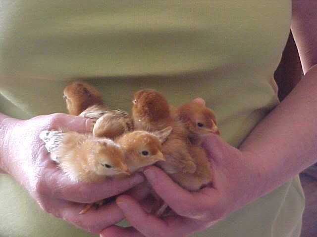 ChickiesOnEaster08.jpg