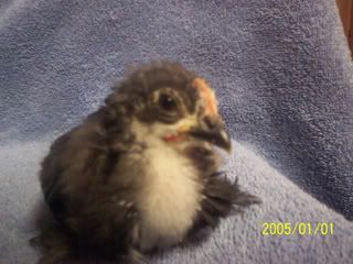 LittleLucky112907.jpg
