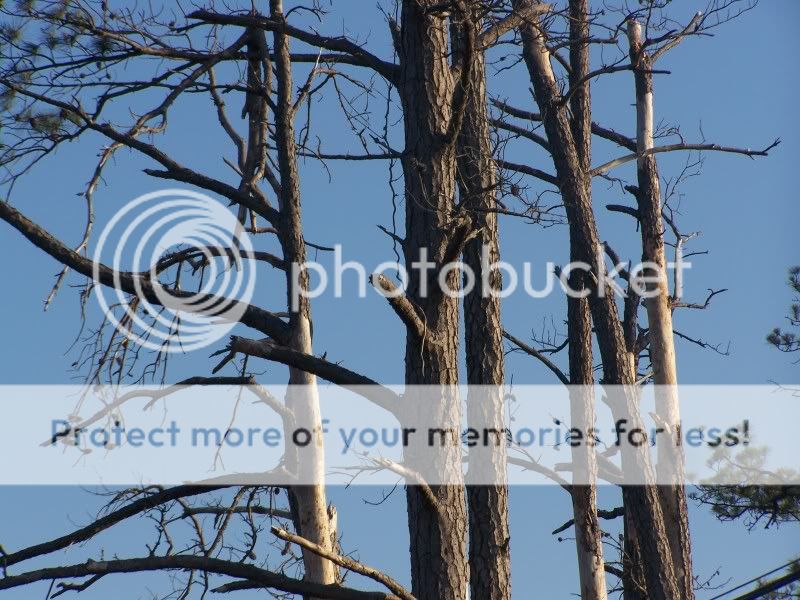 trees10.jpg