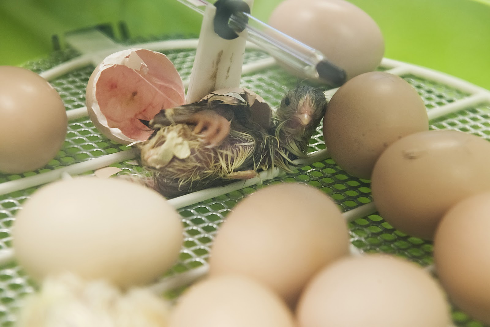 Chick+2.jpg