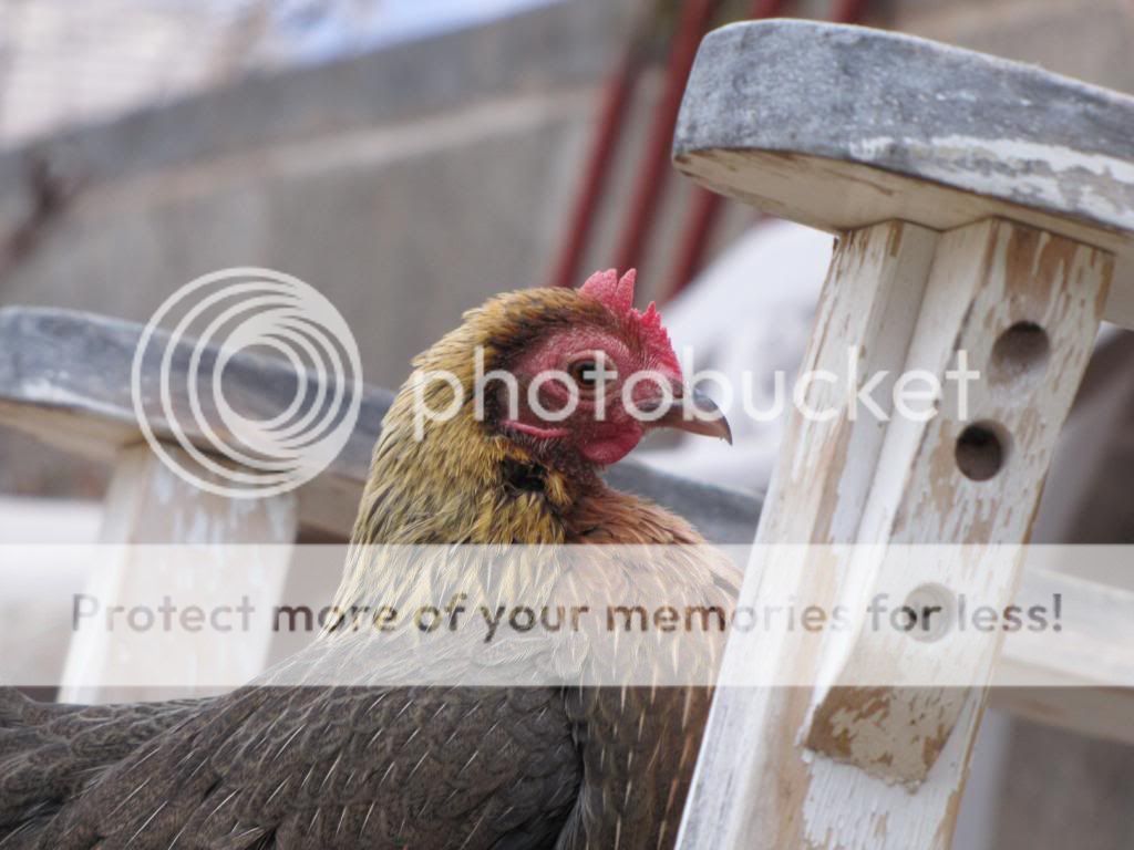 IMG_0033_zps7df7e3b5.jpg