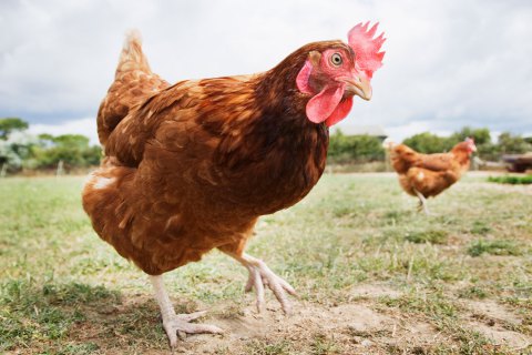 chicken.jpg