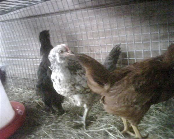 Chicken1-1.jpg