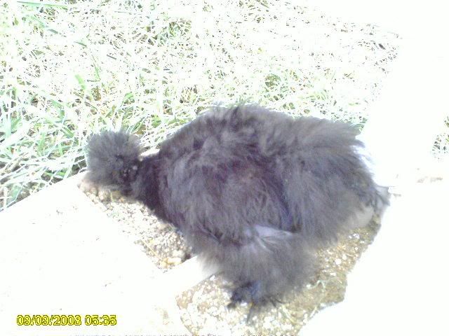 PICT0020-2.jpg