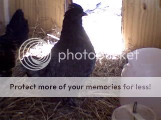 allmychickens004.jpg