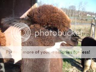MYALPACAS11-09044.jpg