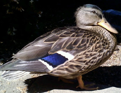 quackstar.jpg