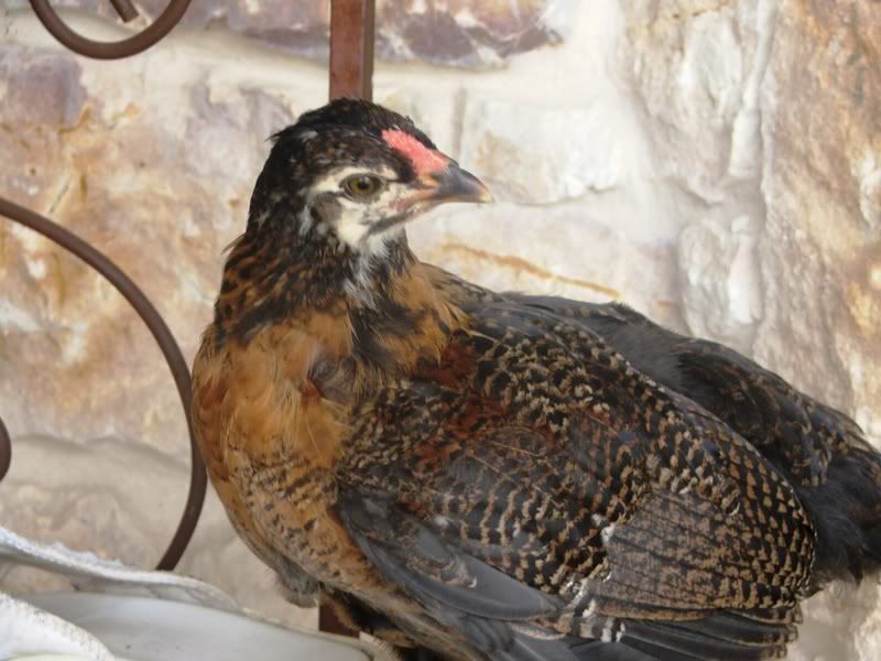 DSCF4190.jpg
