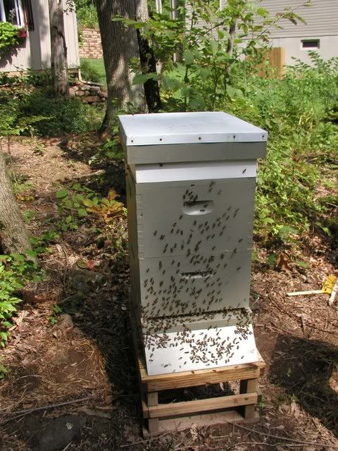 hive.jpg