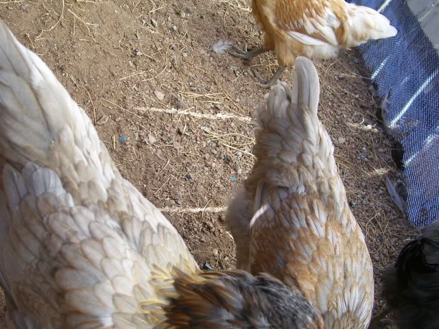 100_2212-1.jpg