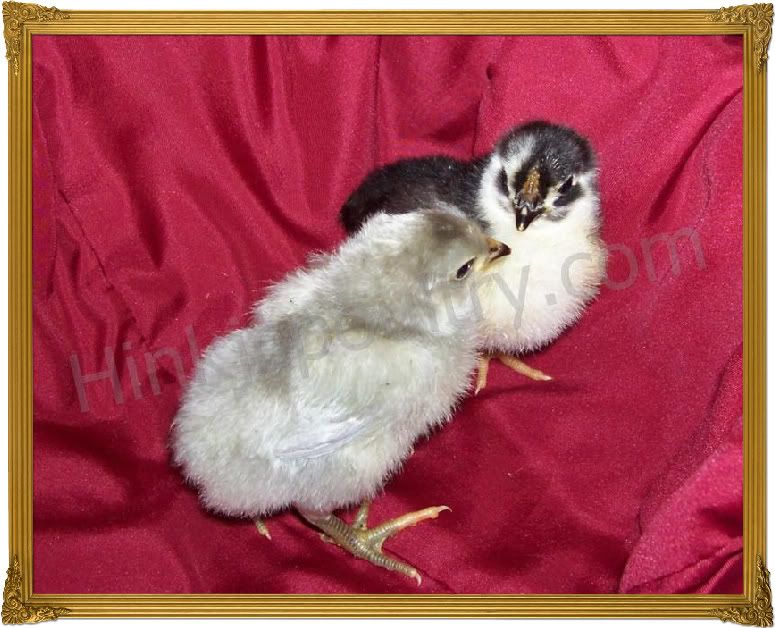 lavenderchicks012_final.jpg