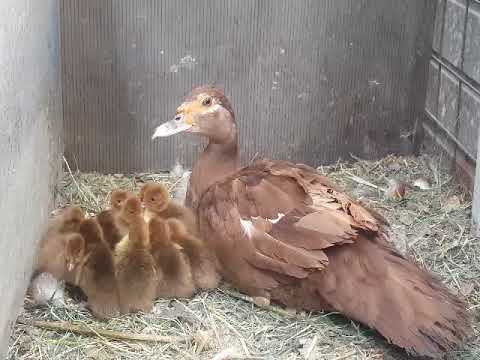 Muscovy ducklings chocolate by Dark Chocolate Loft - YouTube