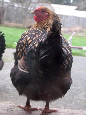 20090114_chickens_05.jpg